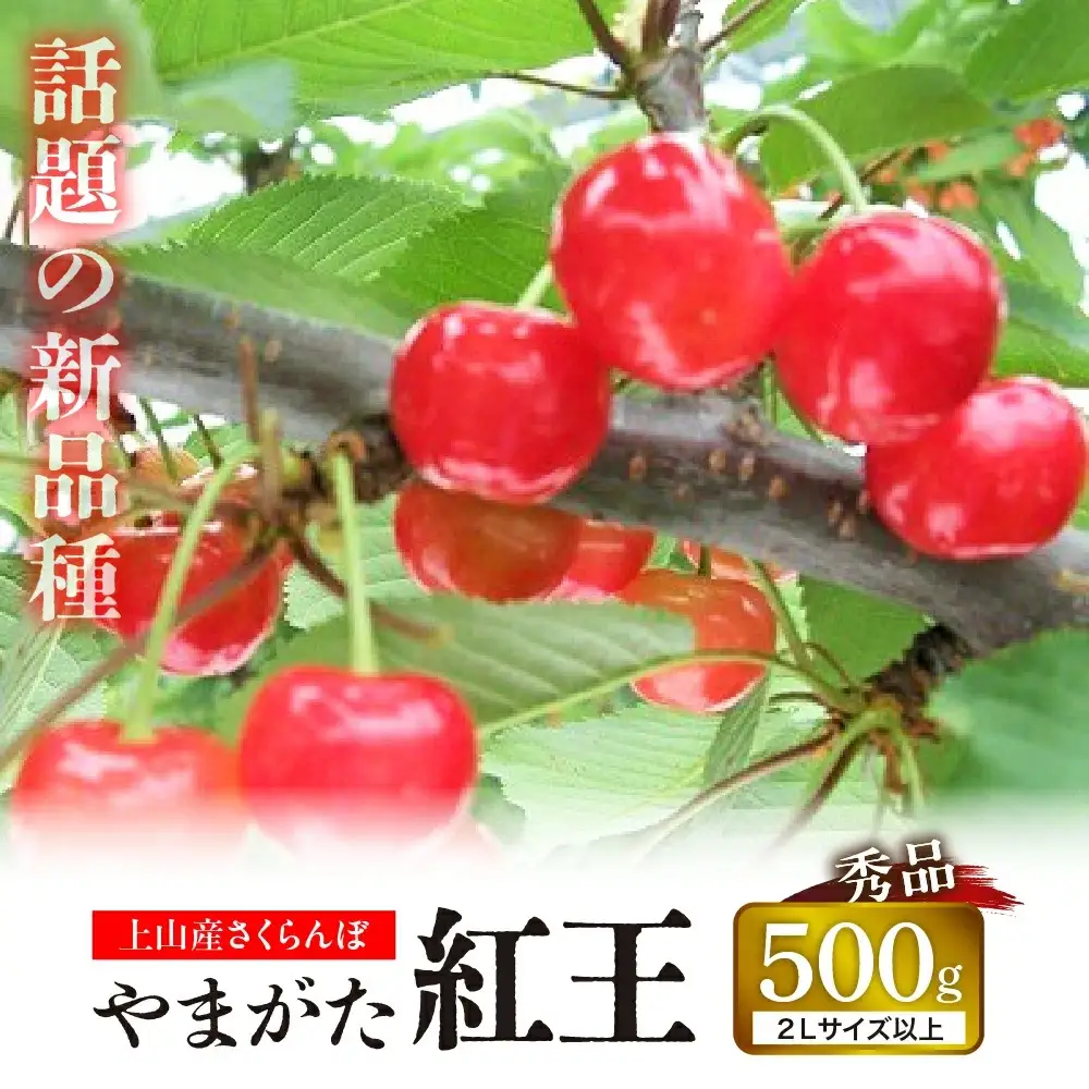 さくらんぼ（やまがた紅王）５００ｇ　0025-2605