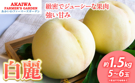 桃 2026年 先行予約 白桃 白麗 約1.5kg 5～6玉 もも 岡山県 赤磐市産 フルーツ 果物 あかいわファーマーズガーデン