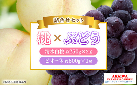 桃 ぶどう 詰合せ 2026年 先行予約 清水 白桃 2玉（1玉250g以上） ニュー ピオーネ 1房 約600g 岡山県 赤磐市産 フルーツ 果物 あかいわファーマーズガーデン
