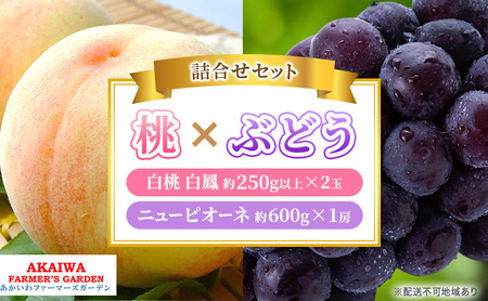 桃 ぶどう 詰合せ 2026年 先行予約 白桃 白鳳 2玉（1玉250g以上） ニュー ピオーネ 1房 約600g 岡山県 赤磐市産 フルーツ 果物 あかいわファーマーズガーデン
