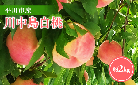 【レビューキャンペーン】【2026年産 先行予約】平川市産川中島白桃 約２㎏(6-8玉[hi-0064-001]