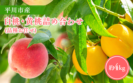 【レビューキャンペーン】【2026年産 先行予約】平川市産桃 品種お任せ 詰め合わせ 約４㎏(12-16玉)[hi-0064-006]