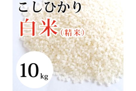 大山の一粒 白米 10kg【米 10kg 10キロ こめ コメ 先行予約 お米 白米 精米 こしひかり コシヒカリ ごはん ライス kome 国産 お取り寄せ 鳥取県 大山町】