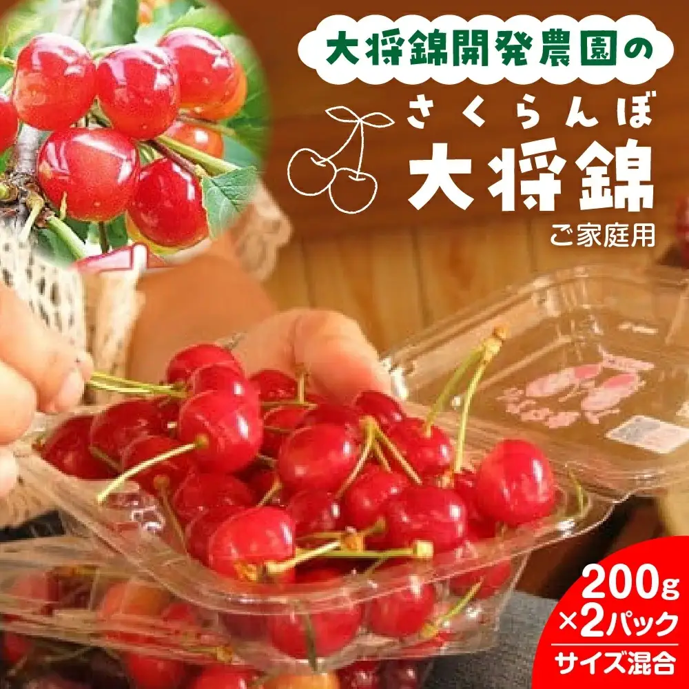 さくらんぼ（大将錦）２００ｇ×２パック　ご家庭用　0075-2602