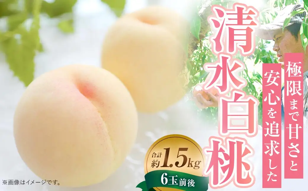 【先行予約】岡山白桃 約1.5kg（6玉前後）【2026年7月上旬～7月下旬迄順次発送予定】【もも 桃 清水白桃 白桃 果物 フルーツ 国産 人気 おすすめ 岡山県 倉敷市】