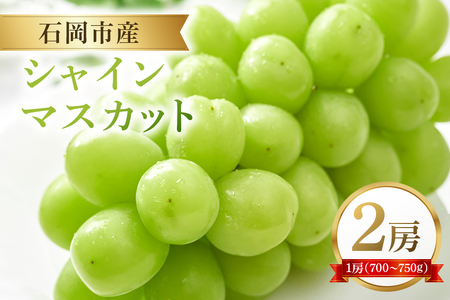 【2026年先行予約】石岡市産 シャインマスカット 700～750g 2房 果物 フルーツ くだもの 茨城県 石岡市【FN-Limited-SP】A38-003　　