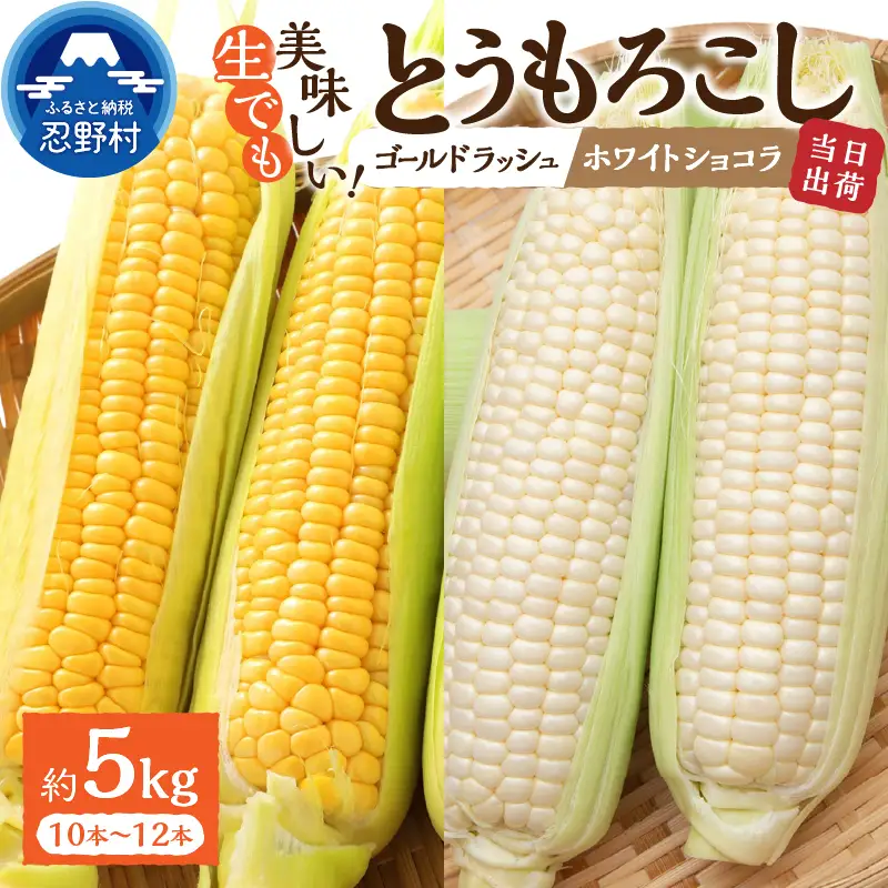 【2026年先行予約】富士北麓忍野村の気候、水、自然で作られた朝採りトウモロコシ（ゴールドラッシュ・ホワイトショコラ）詰め合わせセット（約5kg）