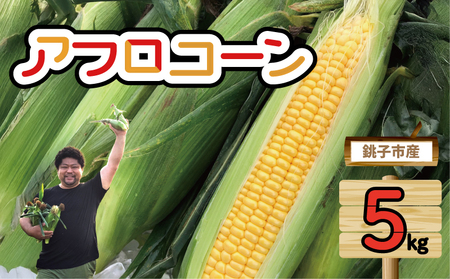 【先行予約】 とうもろこし アフロコーン 約5kg （2026年7月上旬～8月上旬配送） とうもろこし