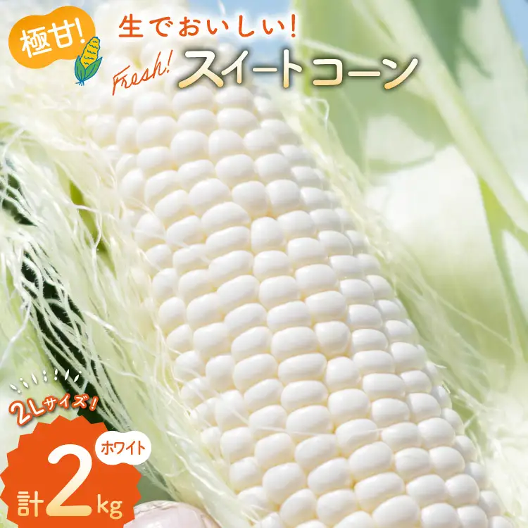 AJ453【令和8年度出荷分】 とうもろこし スイートコーン ホワイト 2kg 5本 2Lサイズ [ トウモロコシ コーン ホワイトコーン 野菜 2キロ さかいさんち SAKAI FARM 長崎県 島原市 ]