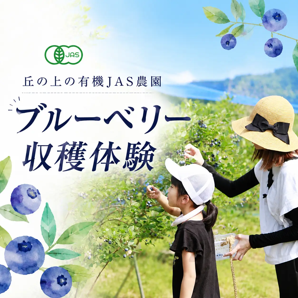 Y1058 丘の上の有機JASブルーベリー農園で1日1組限定（5名様まで）の収穫体験