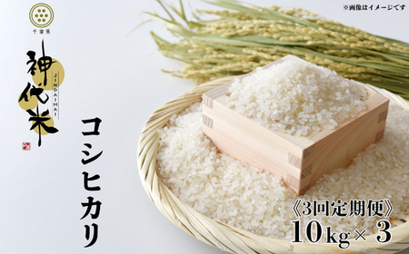 《3回定期便》神代米（コシヒカリ）　精白米　10kg ／ 米 こめ コメ ごはん ご飯 コシヒカリ こしひかり 令和7年産 精米 10kg 定期便 送料無料