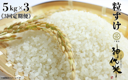 《3回定期便》神代米（粒すけ）　精白米　5kg ／ 米 こめ コメ ごはん ご飯 神代米 粒すけ 令和7年産 精米 5kg 定期便 送料無料