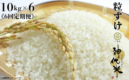 《6回定期便》神代米（粒すけ）　精白米　10kg ／ 米 こめ コメ ごはん ご飯 神代米 粒すけ 令和7年産 精米 10kg 定期便 送料無料