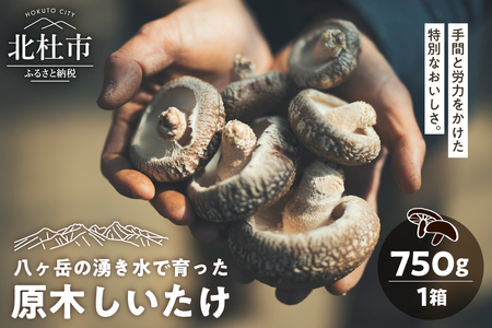 原木しいたけ 1箱 750ｇ きのこ 椎茸 八ヶ岳 湧水 栄養 菌打ち 収穫 料理 冷蔵 山梨県 北杜市 [h356]