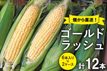 スイートコーン (ゴールドラッシュ) 12本 [株式会社えべし 山梨県 中央市 21470248] とうもろこし トウモロコシ コーン やさい 野菜 旬野菜 旬 季節限定 期間限定 冷蔵 【2026年7月上旬-7月下旬発送予定】