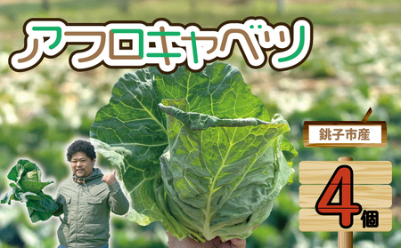 【先行予約】 キャベツ アフロキャベツ 4玉 （2026年1月～6月配送）