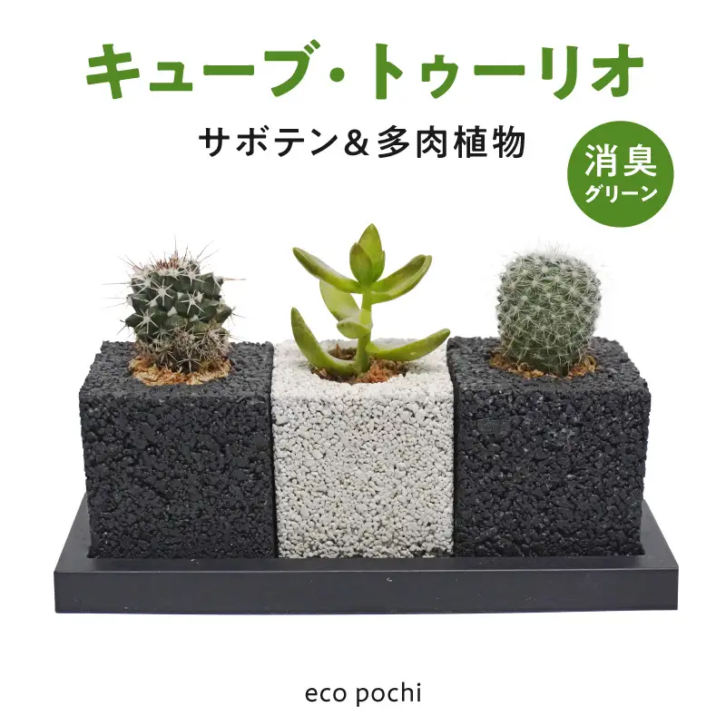 S060-122_キューブ・トゥーリオ　世界初の消臭グリーン(サボテン・多肉植物）