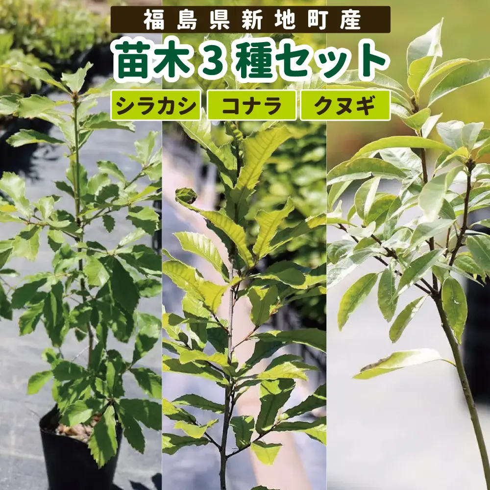 新地町産 苗木３種セット（シラカシ・コナラ・クヌギ） | 木 苗 人気 おすすめ 送料無料 里山 白樫 しらかし こなら くぬぎ 樟 お取り寄せ 福島県 新地町 庭木 庭 カブトムシ クワガタ 森林 庭木 訳あり