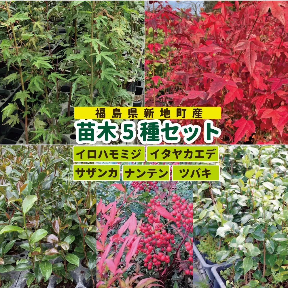 新地町産 苗木5種セット（サザンカ・イロハモミジ・ナンテン・イタヤカエデ・ツバキ） | 木 苗 人気 おすすめ 送料無料 里山 お取り寄せ 福島県 新地町 庭木 庭 森林 山茶花 さざんか いろはもみじ 紅葉 南天 なんてん 椿 つばき いたやかえで 訳あり