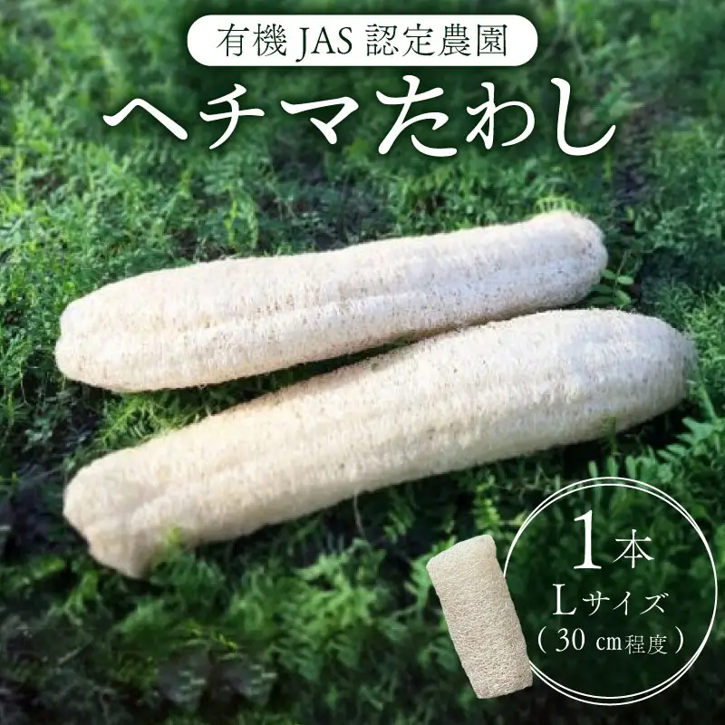 ヘチマたわし (Lサイズ) 未漂白 たわし ボディスポンジ 有機JAS認定農園