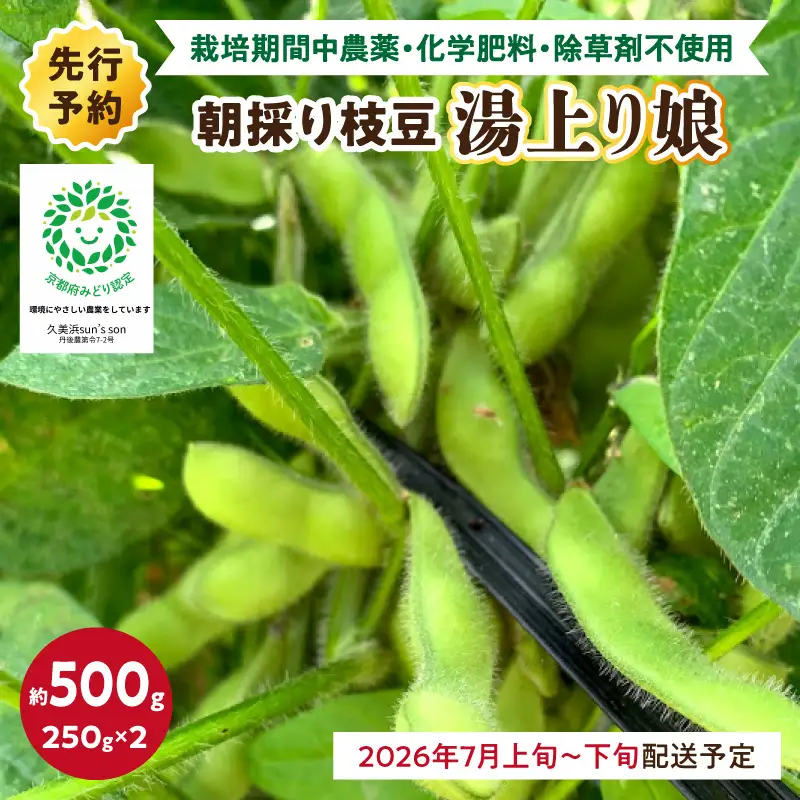 【先行予約／数量限定40】朝採り枝豆（湯上り娘）500g（2026年7月上旬～発送） 枝豆