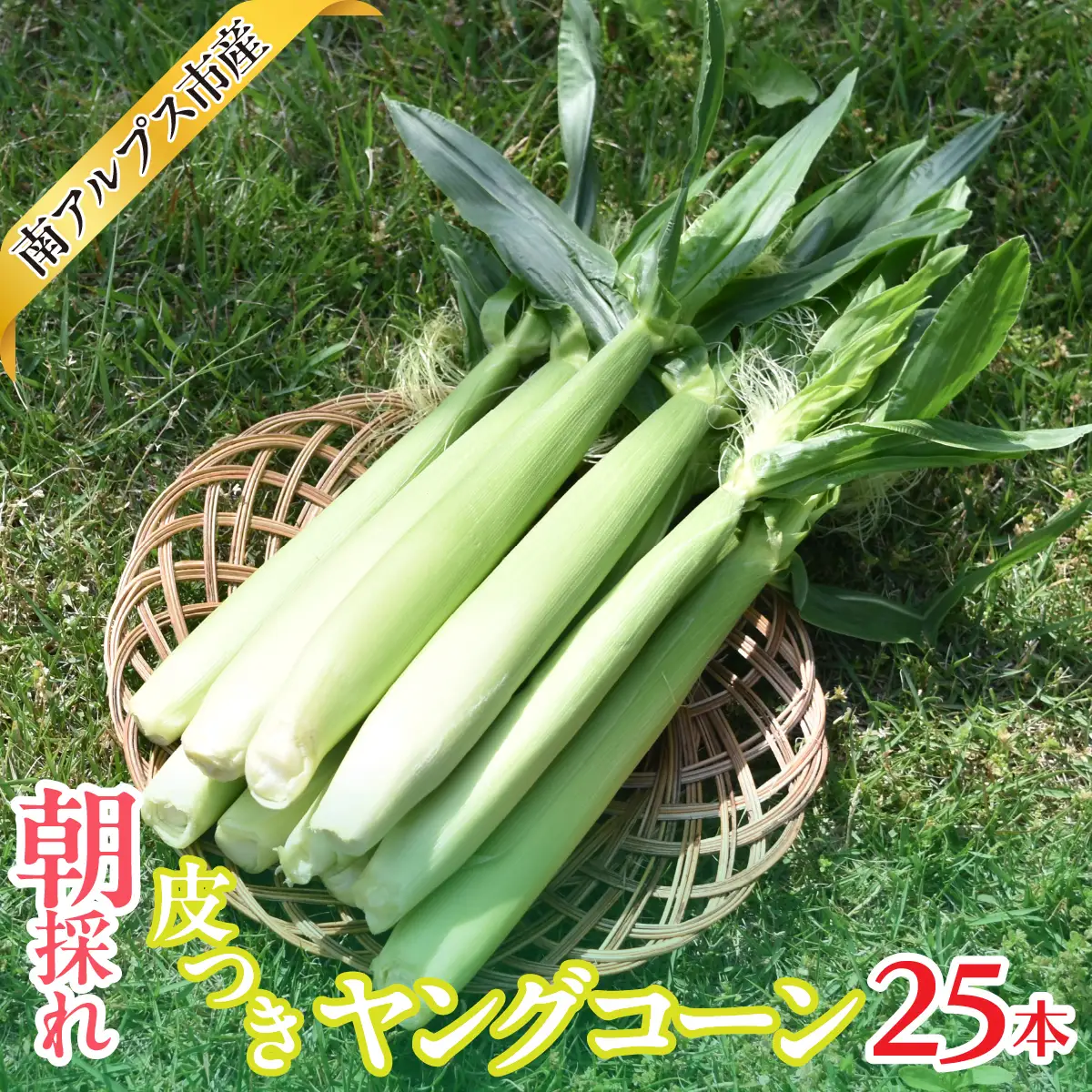 ＜2026年発送先行予約＞南アルプス市産　朝採れ　皮つきヤングコーン25本　ALPAJ062