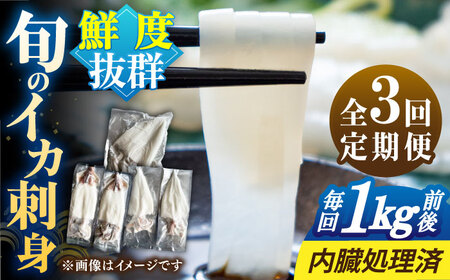 【全3回定期便】旬のイカ刺身1kg前後《壱岐市》【馬渡水産】イカ いか 烏賊 剣先 アオリ あおり スルメ するめ 刺身 刺し身 お刺身 海鮮 魚貝 冷凍配送 産地直送[JAQ031]