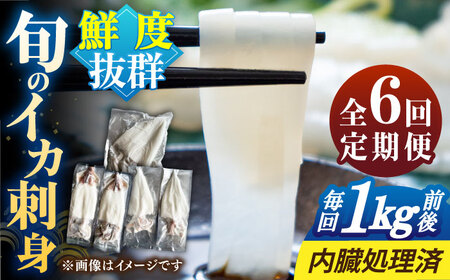 【全6回定期便】旬のイカ刺身1kg前後《壱岐市》【馬渡水産】イカ いか 烏賊 剣先 アオリ あおり スルメ するめ 刺身 刺し身 お刺身 海鮮 魚貝 冷凍配送 産地直送[JAQ032]