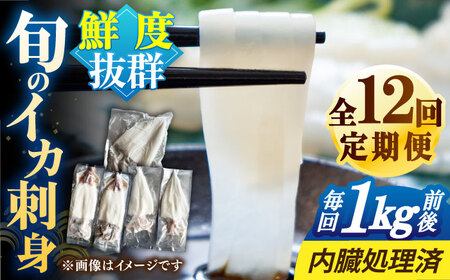 【全12回定期便】旬のイカ刺身1kg前後《壱岐市》【馬渡水産】イカ いか 烏賊 剣先 アオリ あおり スルメ するめ 刺身 刺し身 お刺身 海鮮 魚貝 冷凍配送 産地直送[JAQ033]