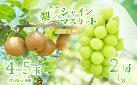 シャインマスカット ＆ 梨 セット （新高梨 or 新興） 先行予約 R8年産 シャインマスカット