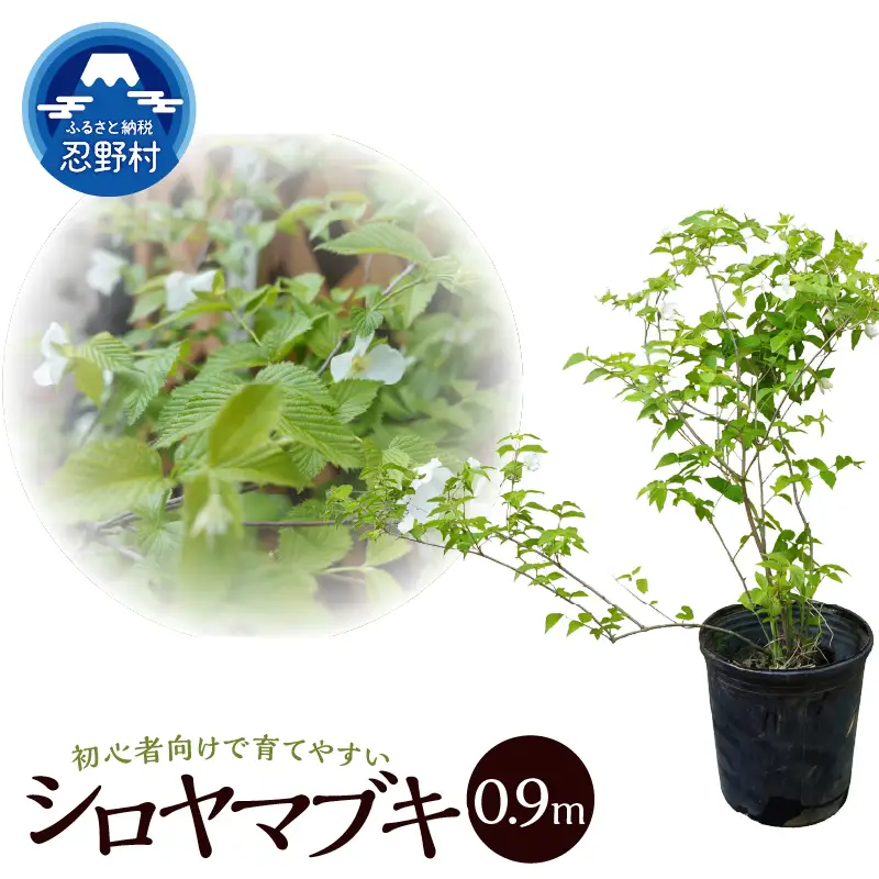 植木　白ヤマブキ　0.9ｍ