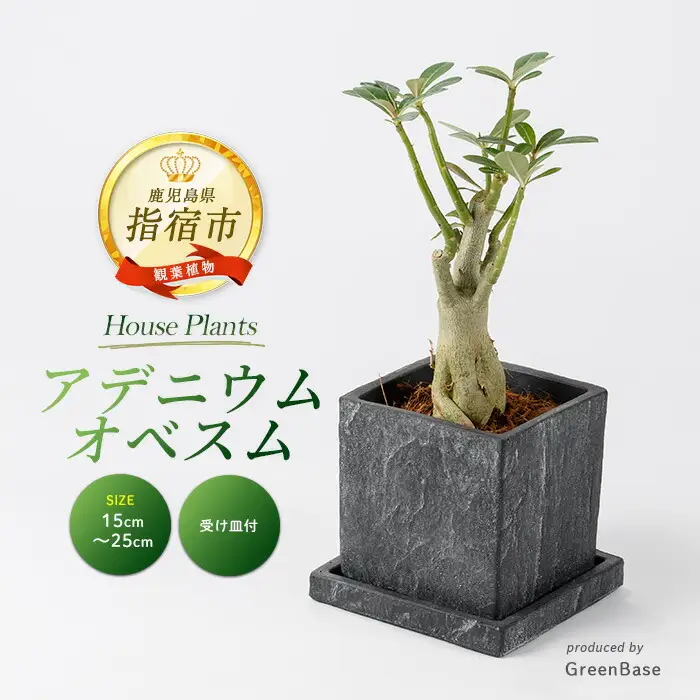 2026年5月中旬～発送【観葉植物】アデニウム・オベスム15cm～25cm (Green Base/IB003-053) 南国鹿児島県で育った 観葉植物！植物 鉢付 インテリア 室内 オフィス おしゃれ プレゼント ギフト 開店祝い 移転祝い ※北海道・沖縄・離島配送不可