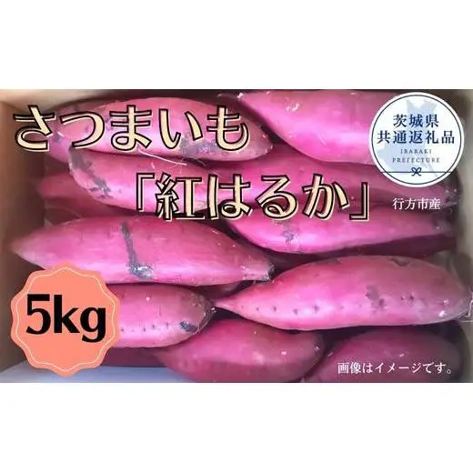 さつまいも「紅はるか」約5kg（2025年産）（茨城県共通返礼品・行方市産） ／ さつまいも さつま芋 サツマイモ 薩摩芋 甘薯 紅はるか 5kg 野菜 茨城県 送料無料