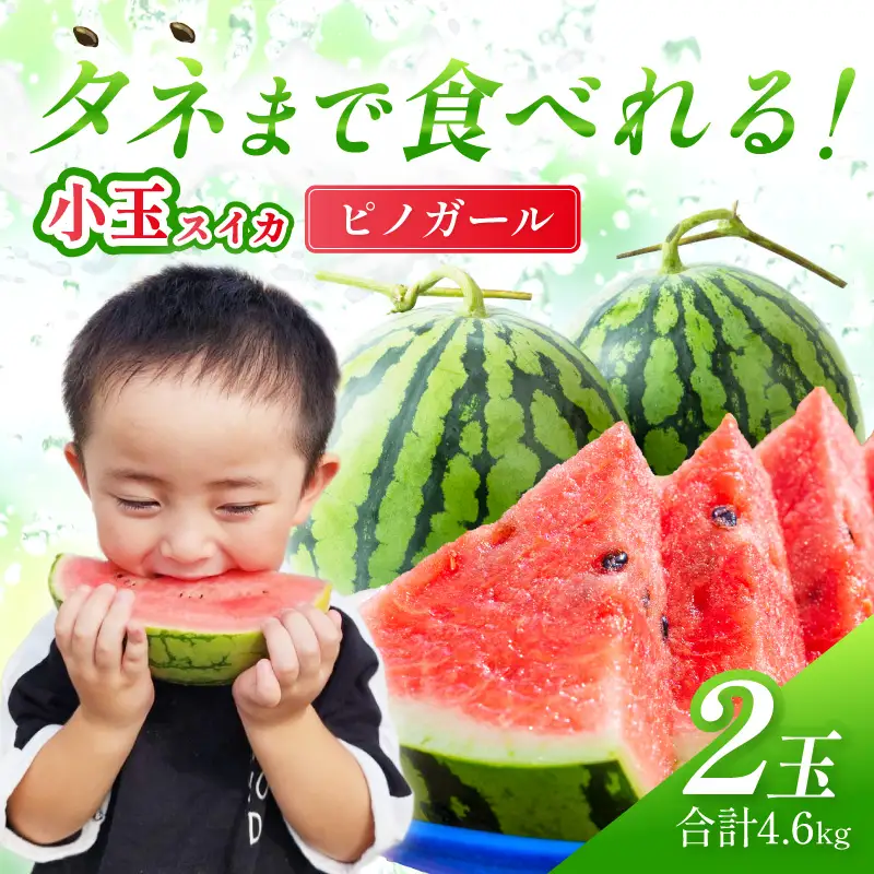 【1246】選び抜いた！小玉すいか ピノガール 2L 2玉《先行予約》2026年6月上旬から順次発送予定【 配送不可地域：北海道・沖縄・離島】