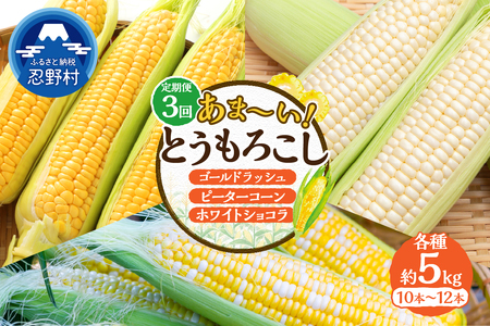 ＼＼★セレクト定期便(月3回お届け)★ 2026年先行予約／／ 富士北麓忍野村の気候、水、自然で作られた朝採りトウモロコシ（セレクト便）《約5kg 10～12本》