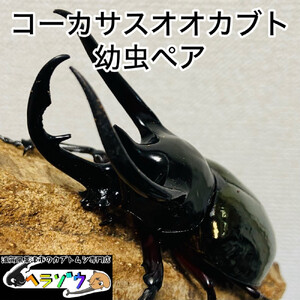 コーカサスオオカブト 幼虫 ペア