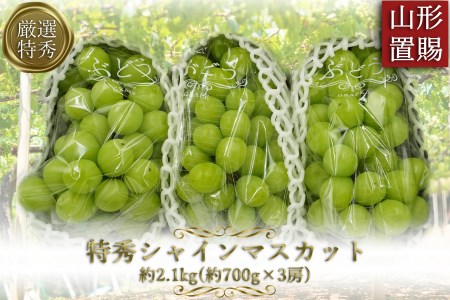 【2026年発送】「特秀」厳選シャインマスカット約2.1kg(約700g×3房)_H066(R8)