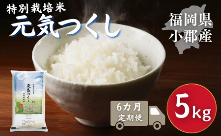 定期便 6回 特別栽培米 R7年度産 福岡県 小郡産 元気つくし 5kg 米 お米 6ヶ月