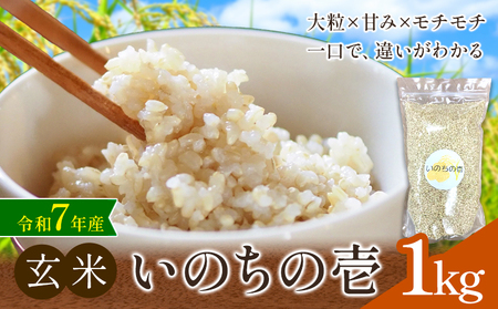 玄米 令和7年産 いのちの壱 1kg 結城市産 けいいちろう商店 《30日以内に出荷予定(土日祝除く）》茨城県 結城市 玄米 米 こめ コメ ご飯 大粒 お弁当 おにぎり