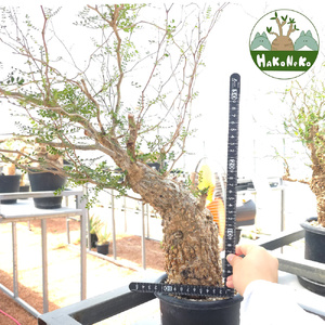 オペルクリカリア・パキプス「塊根植物の王様」(発根管理済) Z9｜観葉植物 コーデックス [0595]