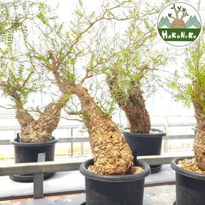 オペルクリカリア・パキプス「塊根植物の王様」(発根管理済) Z11｜観葉植物 コーデックス [0597]