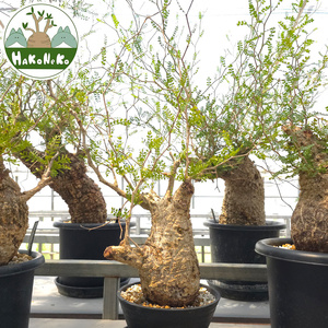 オペルクリカリア・パキプス「塊根植物の王様」(発根管理済) Z13｜観葉植物 コーデックス [0599]