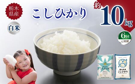 【定期便6回】栃木県産こしひかり 10kg | お米