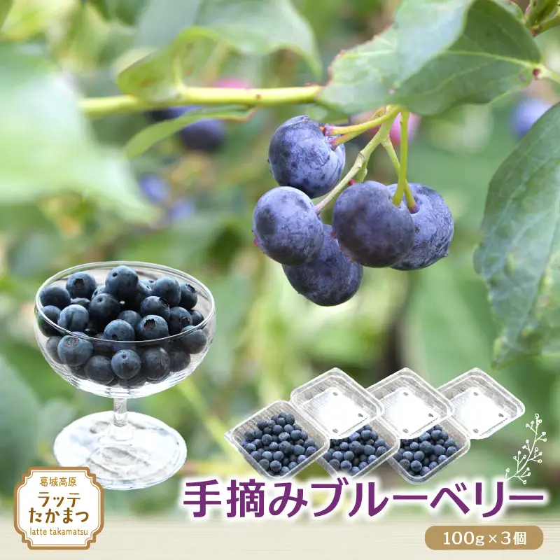 手摘みブルーベリー 100g×3個 【2026年7月中旬頃～8月中旬頃順次発送】／ 葛城 高原 牧場 【latt029】