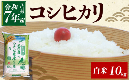 コシヒカリ 10kg こしひかり 令和7年産 精米 つきだ農産