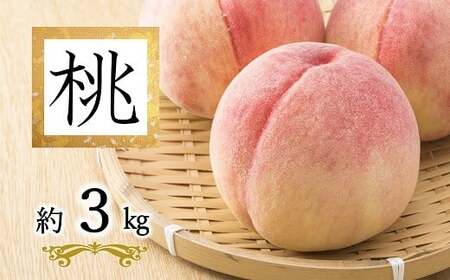 【令和8年産先行予約】 白桃「あかつき・まどか・川中島・おどろき」 約3kg (9玉以上 秀) 《令和8年8月上旬～発送》 『南陽中央青果市場』 桃 もも 果物 山形県 南陽市 [2585]