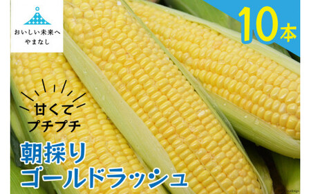 【期間限定発送】 朝採り 即出荷 甘くてプチプチ ゴールドラッシュ 10本 ／ 野菜 とうもろこし トウモロコシ 新鮮 産地直送 しゃんと畑 山梨県 中央市【2026年6月上旬～7月上旬発送予定】