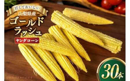 とうもろこし ゴールドラッシュ ヤングコーン 30本入り [さとう農園 山梨県 中央市 21471038] トウモロコシ スイートコーン 甘い コーン 野菜 【2026年6月上旬～7月下旬発送予定】