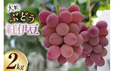 大粒ぶどう 紅伊豆 2㎏以上 [さとう農園 山梨県 中央市 21471041] ぶどう ブドウ 葡萄 くだもの 果物 フルーツ  【2026年8月上旬～9月下旬発送予定】