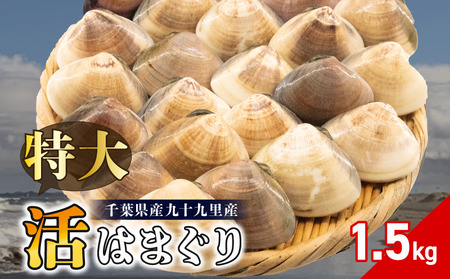 活はまぐり 約1.5kg (100-140gサイズ) はまぐり 蛤